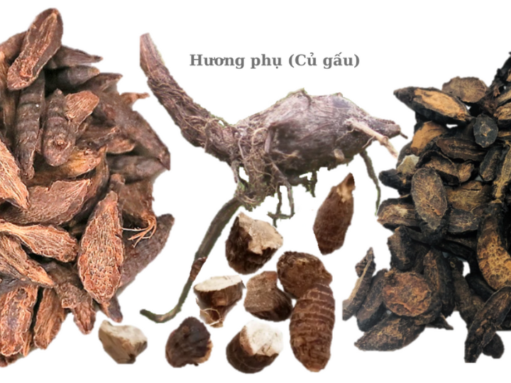 Hương Phụ Trong Các Bài Thuốc Cổ Phương - Kết Tinh Trí Tuệ Y Học